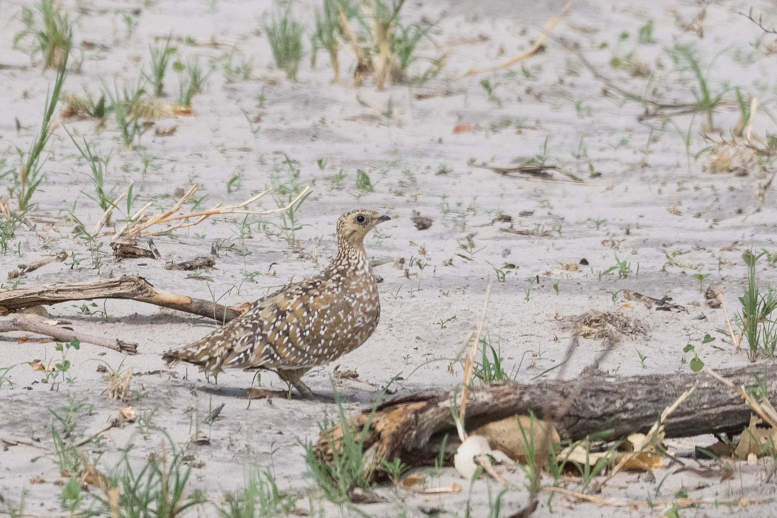 Ganga de Burchell (Burchell's sandgrouse, Pterocles Burchelli), femelle adulte, Kwando reserve, Okavango delta, Botswana.